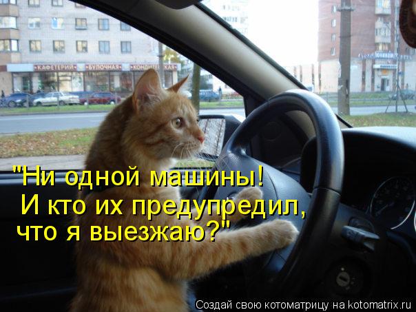 "Ни одной машины! И кто их предупредил, что я выезжаю?"... Котоматрица: "Ни одной машины! И кто их предупредил, что я выезжаю?"