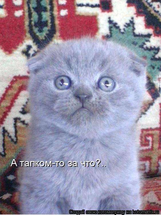А тапком-то за что?..... Котоматрица: А тапком-то за что?..