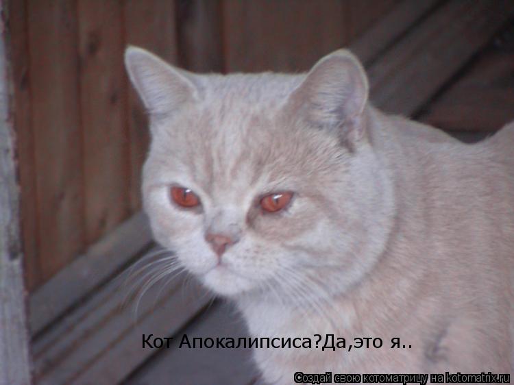 Кот Апокалипсиса?Да,это я..... Котоматрица: Кот Апокалипсиса?Да,это я..