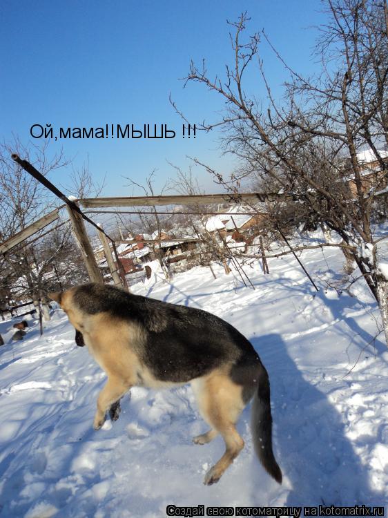 Ой,мама!!МЫШЬ !!!... Котоматрица: Ой,мама!!МЫШЬ !!!