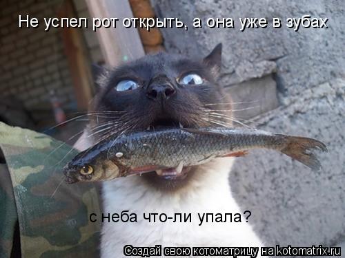 Не успел рот открыть, а она уже в зубах с неба что-ли упала?... Котоматрица: Не успел рот открыть, а она уже в зубах с неба что-ли упала?