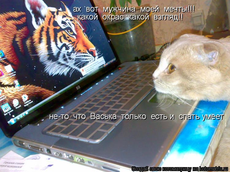 ах вот мужчина моей мечты!!! какой окрас какой взгляд!! не-то что Васька только есть и сп... Котоматрица: ах вот мужчина моей мечты!!! какой окрас какой взгляд!! не-то что Васька только есть и спать умеет