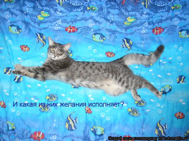 И какая из них желания исполняет?... Котоматрица: И какая из них желания исполняет?