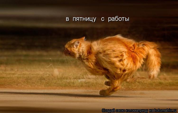 в пятницу с работы... Котоматрица: в пятницу с работы