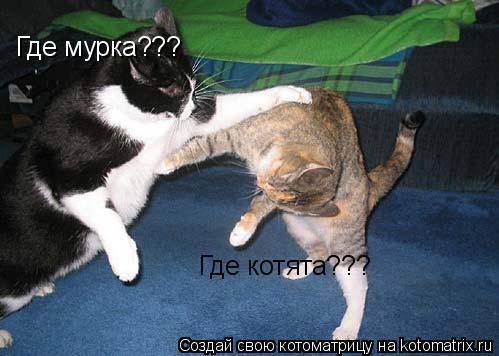 Котоматрица: Где мурка??? Где котята???
