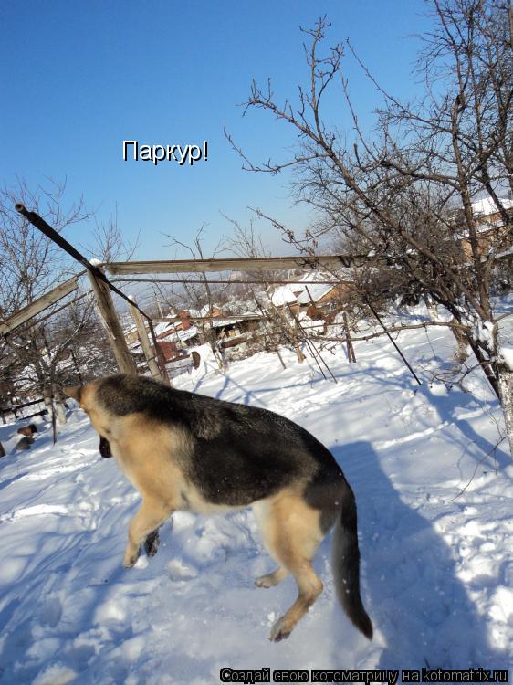 Котоматрица: Паркур!