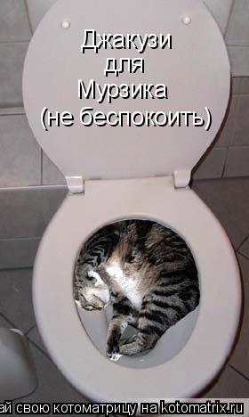 Джакузи для Мурзика (не беспокоить)... Котоматрица: Джакузи для Мурзика (не беспокоить)