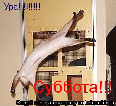 Ура!!!!!!!!! Суббота!!!... Котоматрица: Ура!!!!!!!!! Суббота!!!