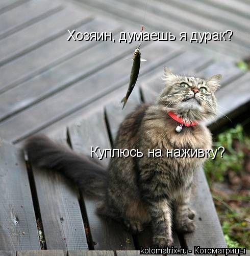 Хозяин, думаешь я дурак? Куплюсь на наживку?... Котоматрица: Хозяин, думаешь я дурак? Куплюсь на наживку?
