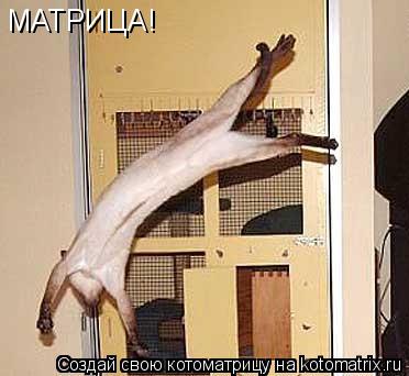 МАТРИЦА!... Котоматрица: МАТРИЦА!