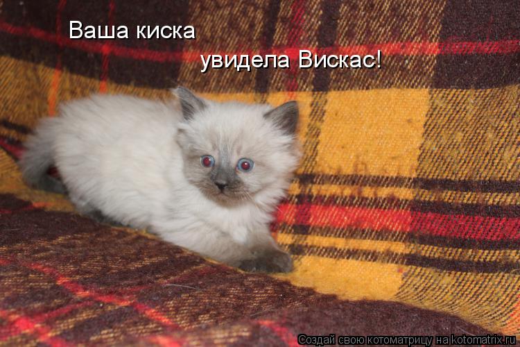 Ваша киска увидела Вискас!... Котоматрица: Ваша киска увидела Вискас!