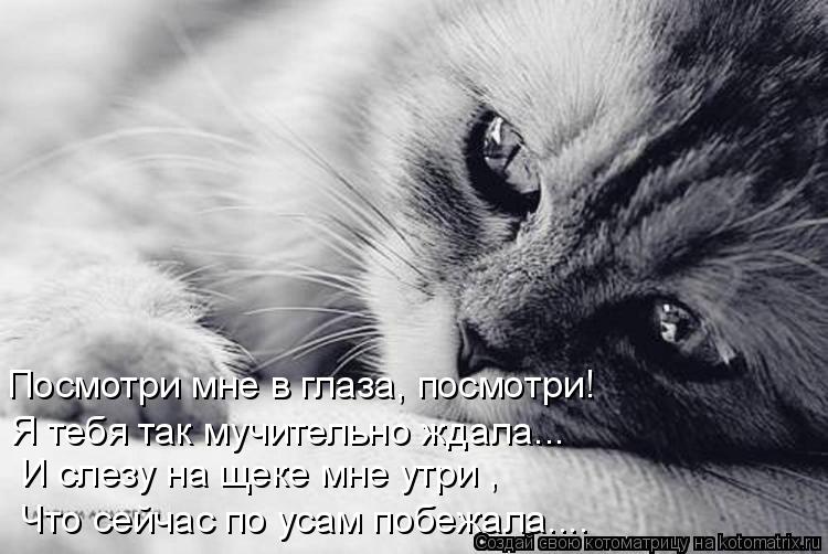 Посмотри мне в глаза, посмотри! Я тебя так мучительно ждала... И слезу на щеке мне утри , Что сейчас ... Котоматрица: Посмотри мне в глаза, посмотри! Я тебя так мучительно ждала... И слезу на щеке мне утри , Что сейчас по усам побежала....
