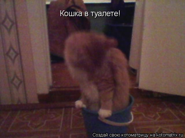 Кошка в туалете!... Котоматрица: Кошка в туалете!