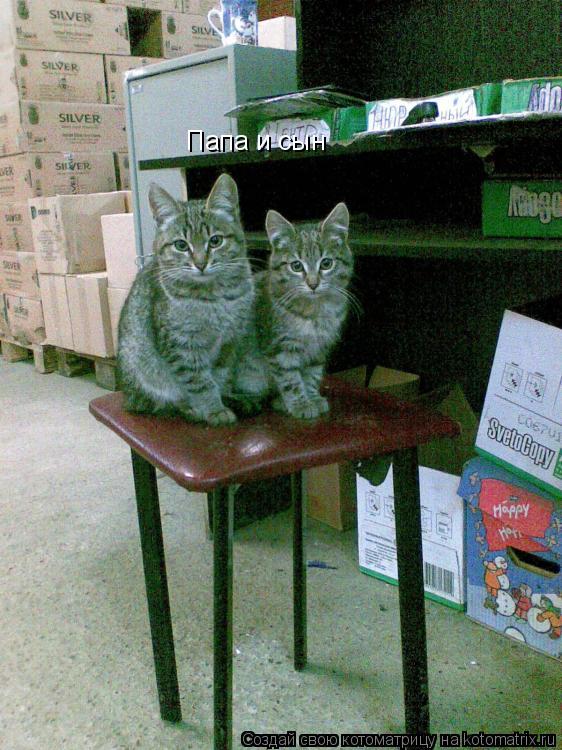 Котоматрица: Папа и сын