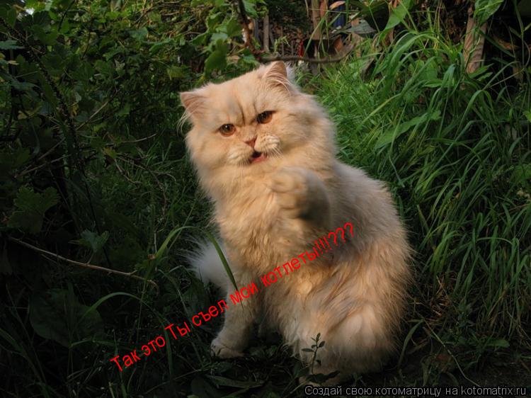 Котоматрица: Так это Ты съел мои котлеты!!!???