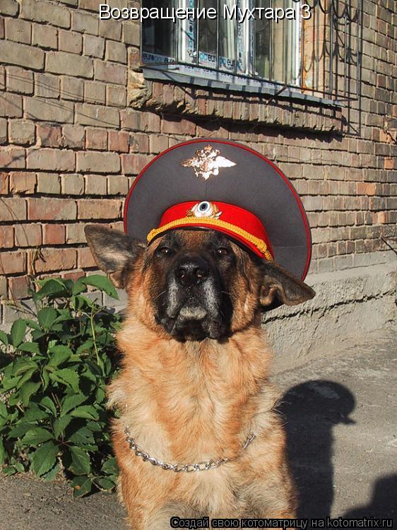 Возвращение Мухтара 3... Котоматрица: Возвращение Мухтара 3