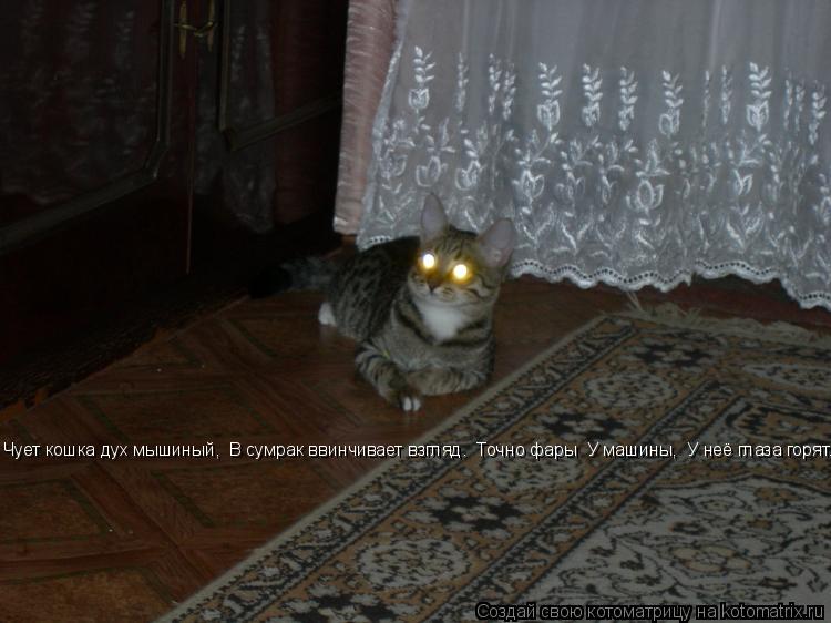Котоматрица: Чует кошка дух мышиный,  В сумрак ввинчивает взгляд.  Точно фары  У машины,  У неё глаза горят.