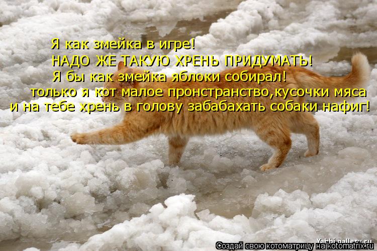 Котоматрица: Я как змейка в игре! НАДО ЖЕ ТАКУЮ ХРЕНЬ ПРИДУМАТЬ! Я бы как змейка яблоки собирал! только я кот малое пронстранство,кусочки мяса и на тебе хр