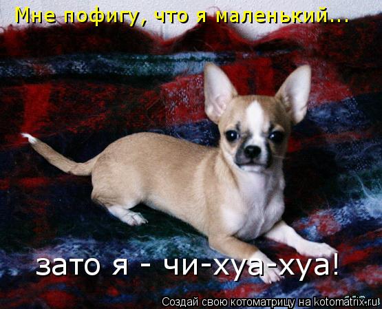 Котоматрица: Мне пофигу, что я маленький... зато я - чи-хуа-хуа!