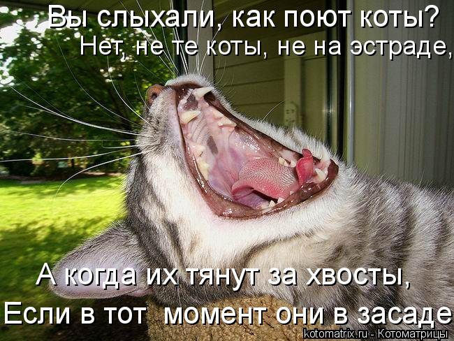Котоматрица: А когда их тянут за хвосты,  Если в тот  момент они в засаде! Вы слыхали, как поют коты?  Нет, не те коты, не на эстраде,
