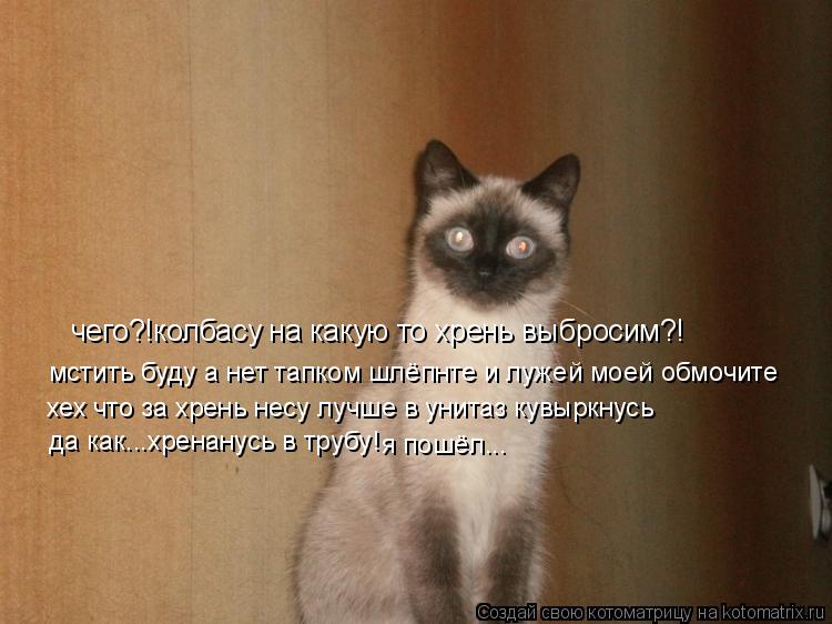 Котоматрица: чего?!колбасу на какую то хрень выбросим?! мстить буду а нет тапком шлёпнте и лужей моей обмочите хех что за хрень несу лучше в унитаз кувырк