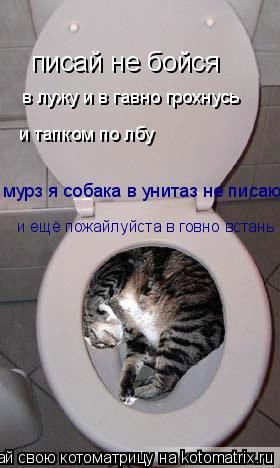 Котоматрица: писай не бойся в лужу и в гавно грохнусь и тапком по лбу мурз я собака в унитаз не писаю и ещё пожайлуйста в говно встань