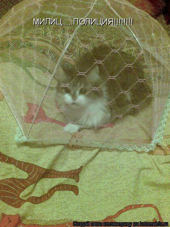 Котоматрица: МИЛИЦ.....ПОЛИЦИЯ!!!!!!!!