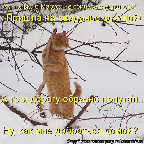 Котоматрица: Ах, только б Маруся не сбилась с маршрута,  Пришла на свиданье со мной! А то я дорогу обратно попутал... Ну, как мне добраться домой?