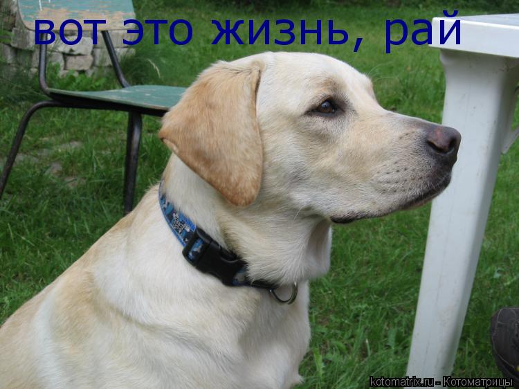 вот это жизнь, рай... Котоматрица: вот это жизнь, рай