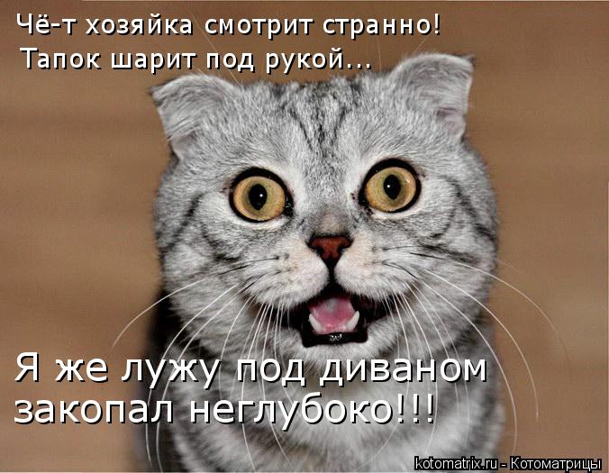 Чё-т хозяйка смотрит странно! Тапок шарит под рукой….. Я же лужу под диваном закопал неглубоко!!!... Котоматрица: Чё-т хозяйка смотрит странно! Тапок шарит под рукой….. Я же лужу под диваном закопал неглубоко!!!