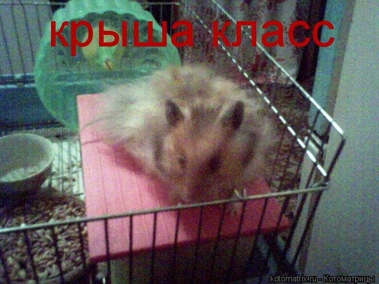 Котоматрица: крыша класс