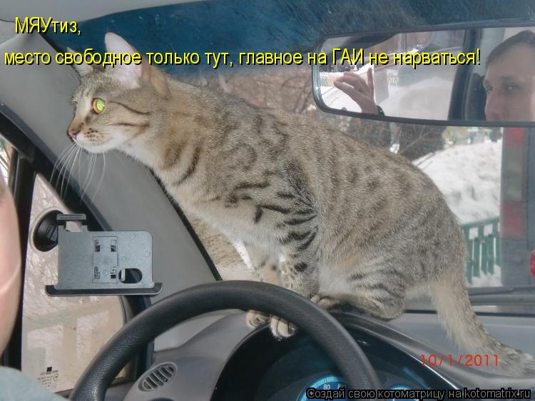 Котоматрица: МЯУтиз, место свободное только тут, главное на ГАИ не нарваться!