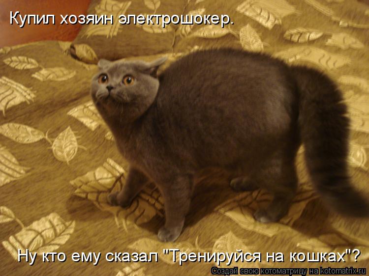 Купил хозяин электрошокер. Ну кто ему сказал "Тренируйся на кошках"?... Котоматрица: Купил хозяин электрошокер. Ну кто ему сказал "Тренируйся на кошках"?