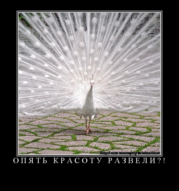 Котоматрица: ОПЯТЬ КРАСОТУ РАЗВЕЛИ?! 