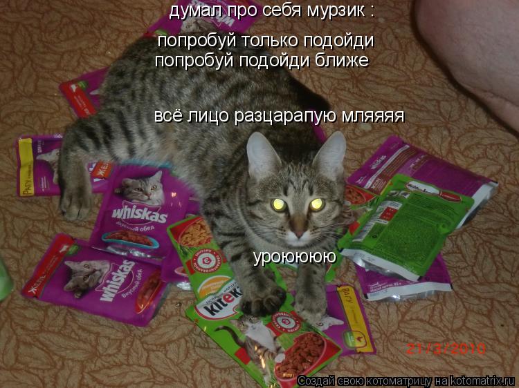 Котоматрица: попробуй только подойди попробуй подойди ближе  всё лицо разцарапую мляяяя думал про себя мурзик : уроюююю