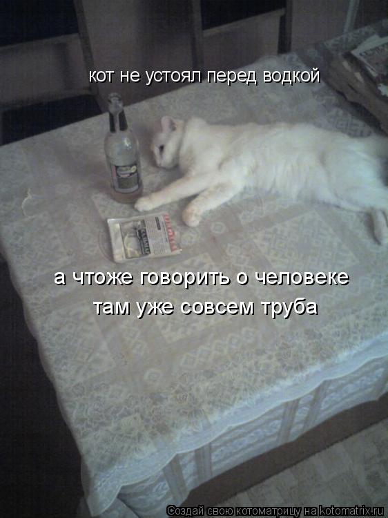 кот не устоял перед водкой а чтоже говорить о человеке там уже совсем труба... Котоматрица: кот не устоял перед водкой а чтоже говорить о человеке там уже совсем труба