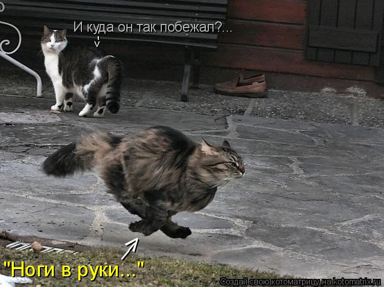Котоматрица: "Ноги в руки..." __ И куда он так побежал?... <- >