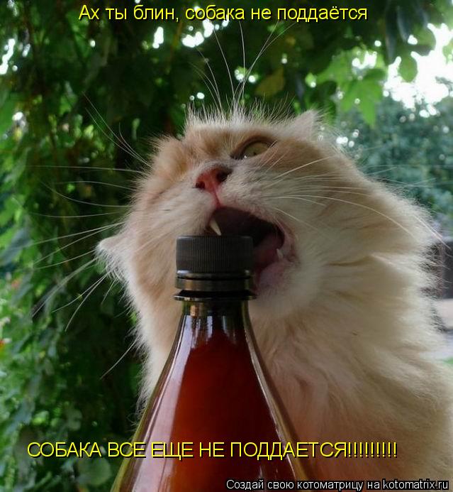 Ах ты блин, собака не поддаётся СОБАКА ВСЕ ЕЩЕ НЕ ПОДДАЕТСЯ!!!!!!!!!... Котоматрица: Ах ты блин, собака не поддаётся СОБАКА ВСЕ ЕЩЕ НЕ ПОДДАЕТСЯ!!!!!!!!!