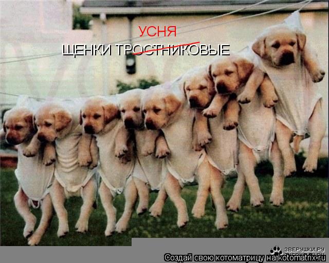 Котоматрица: ЩЕНКИ ТРОСТНИКОВЫЕ _________ УСНЯ