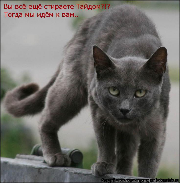 Котоматрица: Вы всё ещё стираете Тайдом?!? Тогда мы идём к вам..