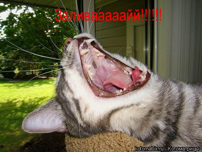 Котоматрица: Заливааааайй!!!!!!