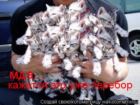 Котоматрица: мда... кажется это уже перебор