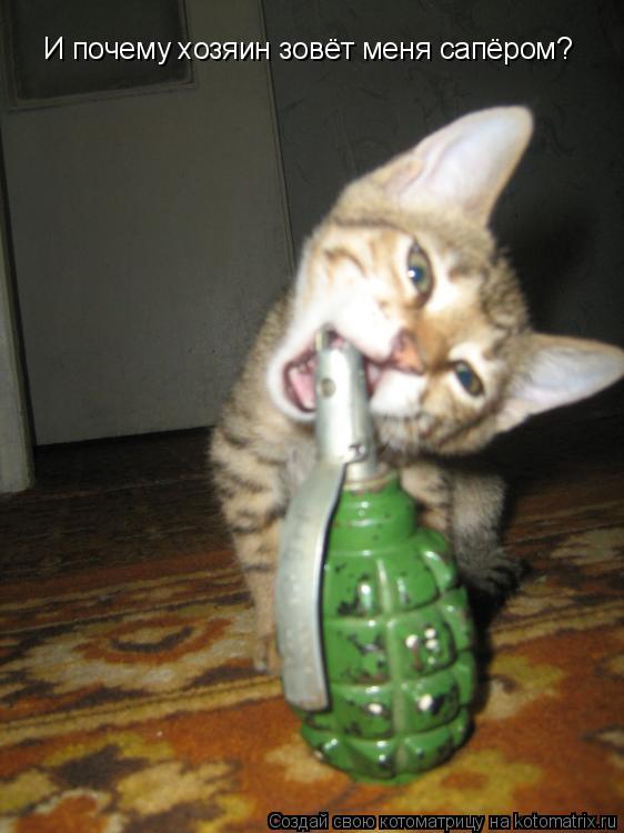 И почему хозяин зовёт меня сапёром?... Котоматрица: И почему хозяин зовёт меня сапёром?