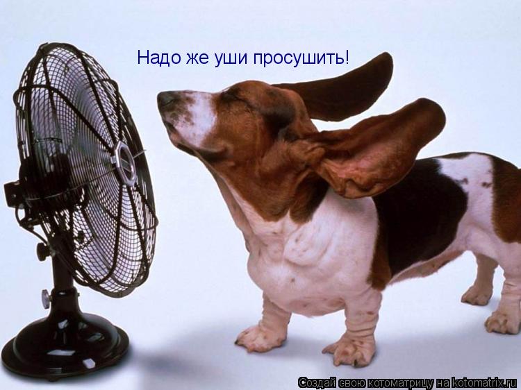 Надо же уши просушить!... Котоматрица: Надо же уши просушить!