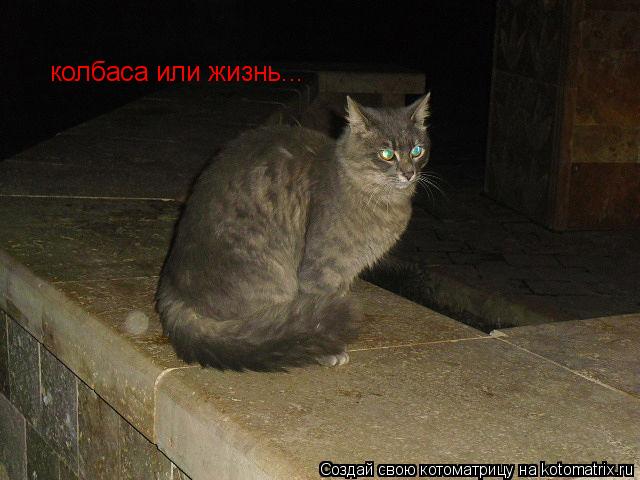 Котоматрица: колбаса или жизнь...