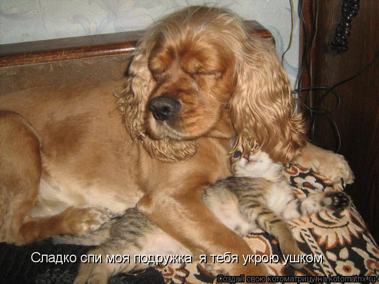 Котоматрица: Сладко спи моя подружка  я тебя укрою ушком