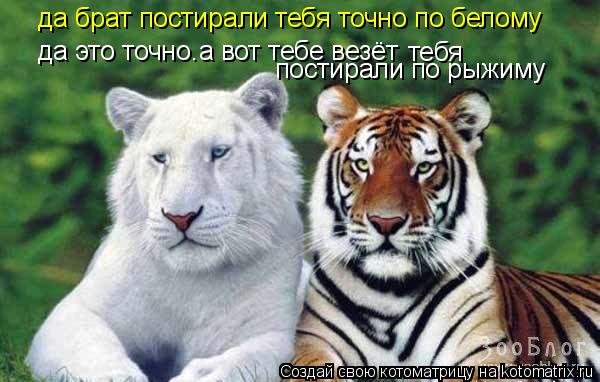 Котоматрица: да брат постирали тебя точно по белому да это точно. а вот тебе везёт тебя постирали по рыжиму