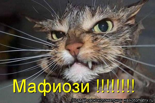 Котоматрица: Мафиози !!!!!!!!