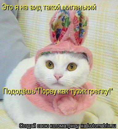 Котоматрица: Это я на вид такой миленький Пододёшь"Порву как тузик грелку!"