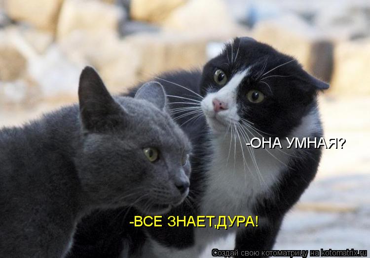 Котоматрица: -ОНА УМНАЯ? -ВСЕ ЗНАЕТ,ДУРА!
